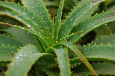 Beneficios De Consumir Aloe Vera Para Tu Salud Y Bienestar Aloe Vera