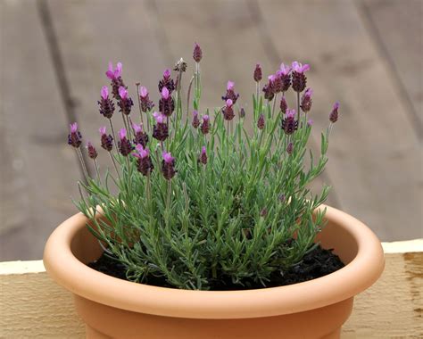 Lavendel Berwintern Tipps F R Topf Beet Plantura