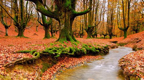 Fondos de pantalla luz de sol Árboles paisaje bosque naturaleza