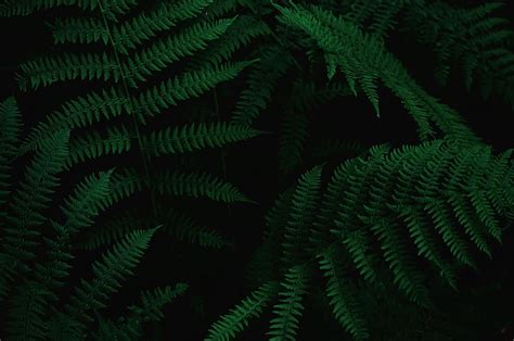 HD wallpaper: close-up photo of green ferns, tree, forest, detail ...