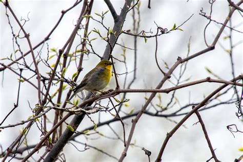 Pine Warbler From Lewisville TX USA On March 23 2024 At 05 50 PM By