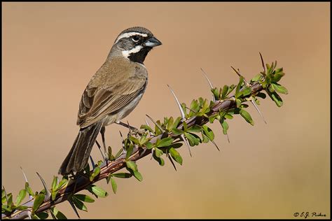 Black throated sparrow - Alchetron, The Free Social Encyclopedia