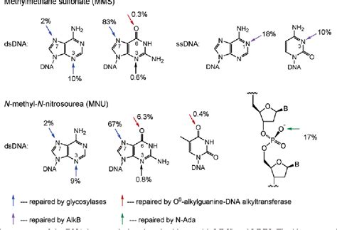 Figure 1 from Direct reversal of DNA alkylation damage. | Semantic Scholar