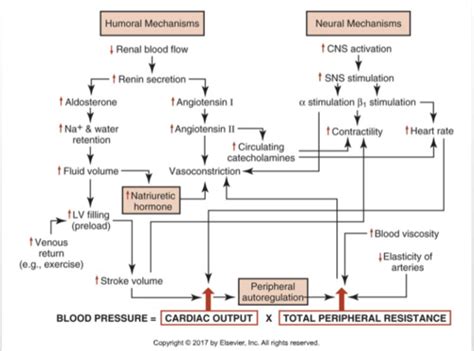 Cardiopulm Ischemic Heart Disease Unit 1 Flashcards Quizlet