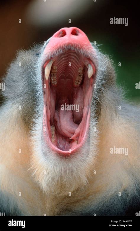 Mandrill teeth hi-res stock photography and images - Alamy