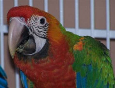 Harlequin Macaws : Biological Science Picture Directory – Pulpbits.net