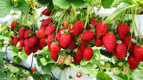 HOW TO GROW STRAWBERRIES FRUIT FREE TRAINING E-BOOK