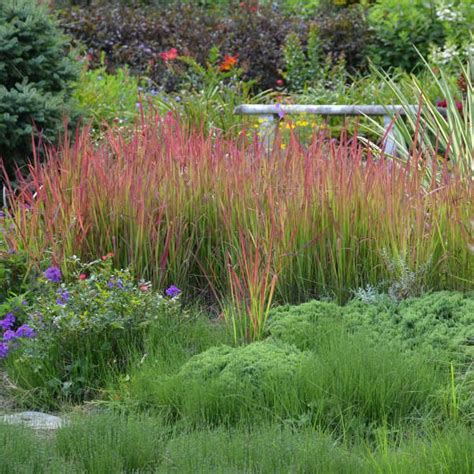 Imperata Cylindrica Red Baron Imperata Japanese Blood Grass