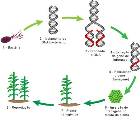Transgenia Na Agricultura - BIBLIOTECA MADRE ÓDILA EM AÇÃO EREM DR Mota Silveira: TRANSGÊNICOS NA ...