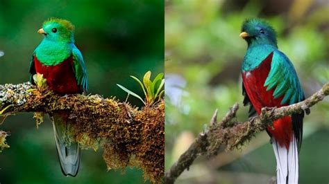 El Quetzal Ave Nacional de Guatemala