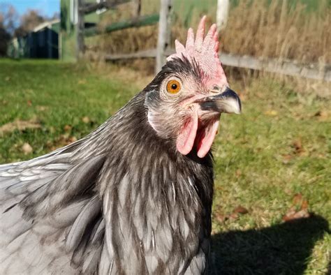 Andalusian Chicken Breed Profile - The Hip Chick