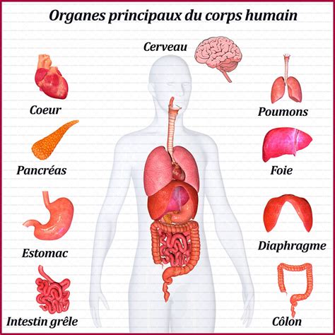 Le Corps Humain Les Organes Internes Diagram Quizlet