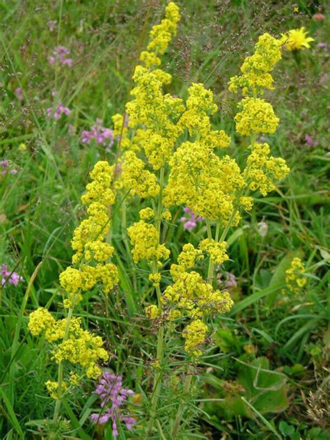 Lady's Bedstraw Galium verum 1000 seeds | Etsy