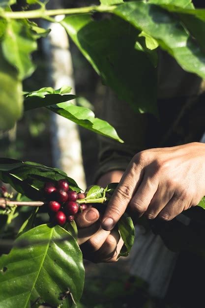 Premium Photo | Cropped hand of person picking fruits