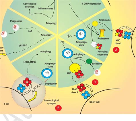 Autophagy In Activation Of Adaptive Immune Cells Functions Of