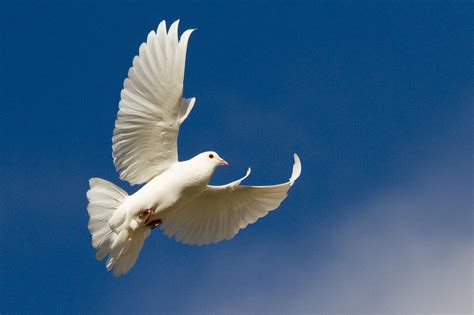 White Doves of Italy – JACQUELINE YAU