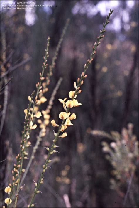 Plantfiles Pictures Viminaria Species Golden Spray Native Broom