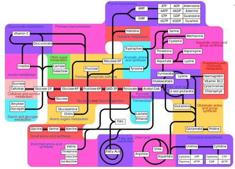 Metabolic Pathways Chart