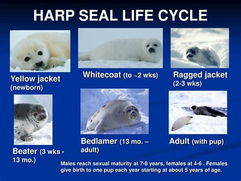 Ppt Harp Seals And Canadas Harp Seal Hunt Powerpoint Presentation