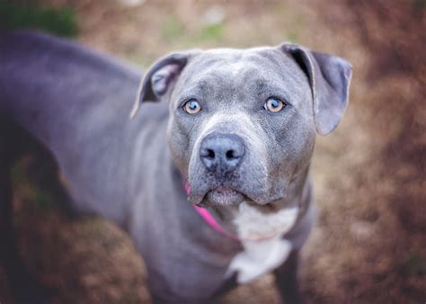 Biggest Pitbull Ever Recorded