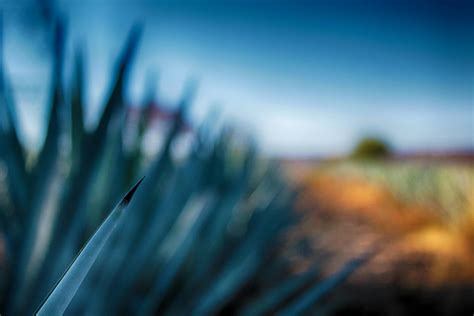 Free stock photo of espina