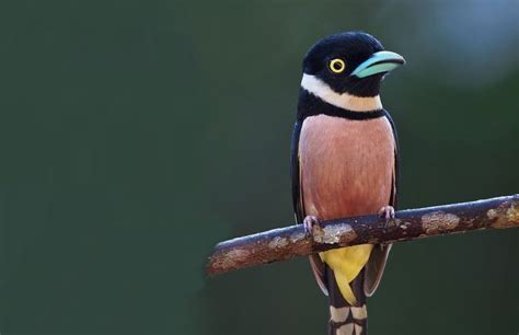 The Black and Yellow Broadbill | Critter Science