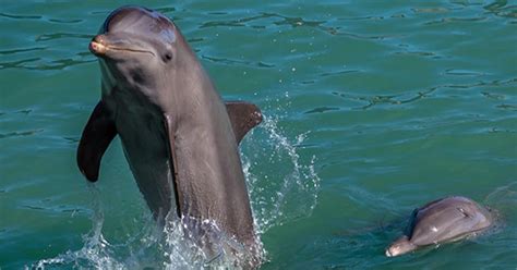 lan dau phat hien ca heo   mac alzheimer nhu nguoi khoahoctv