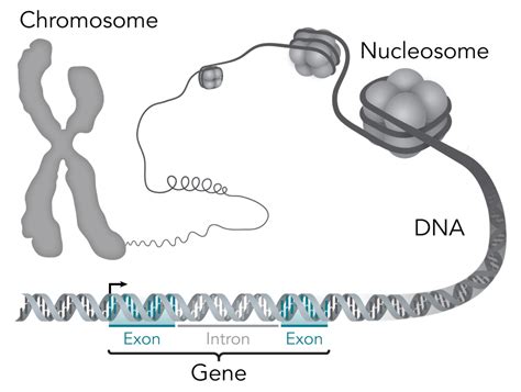 What's Bigger - DNA or Chromosome? - (onlyZOOLOGY)