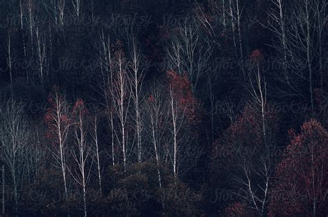 "Dark Autumn Forest Background" by Stocksy Contributor "Cosma Andrei" - Stocksy