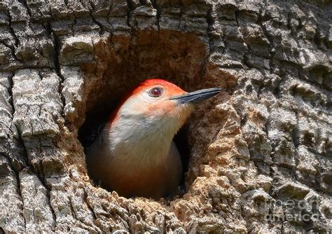 Red Bellied Woodpecker Nesting In A Palm Tree Photograph by Kathy Baccari