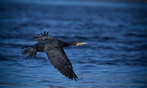 Photos Corvo Marinho De Faces Brancas Phalacrocorax Carbo