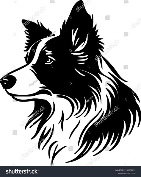 Border Collie Vector