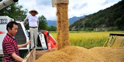 Pakar Perubahan Iklim Ancam Ketahanan Pangan China