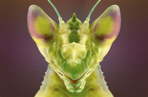 These Close-Up Shots of Tropical Bugs Are Beautifully Frightening | Insect photography, Macro ...