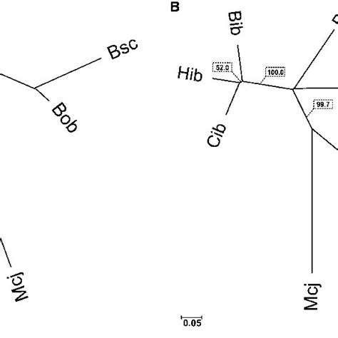 Non Rooted Neighbour Joining Dendrograms Showing The Phenetic