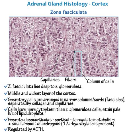 Zona Fasciculata Histology