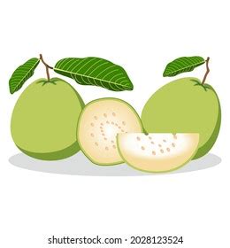 Guava Tasty Edible Tropical Green Fruit เวกเตอรสตอก ปลอดคา