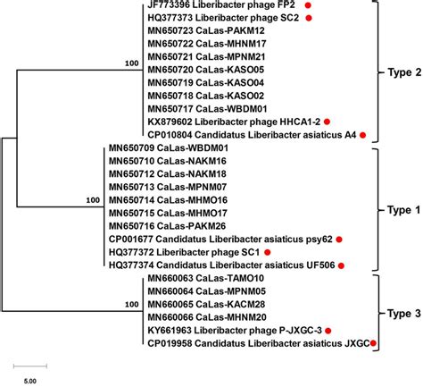 An Unrooted Phylogenetic Tree Of Candidatus Liberibacter Asiaticus