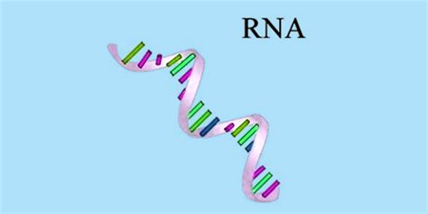 RNA - Structure of RNA | Types of RNA | Functions of RNA | Byju's