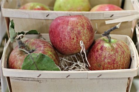 How To Store Apples For Winter One Hundred Dollars A Month