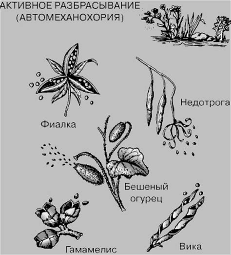 СЕМЯ - это... Что такое СЕМЯ?