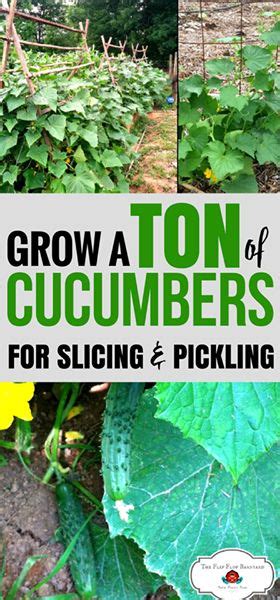 How To Grow Cucumbers Super Easy To Grow Growing Vegetables Edible