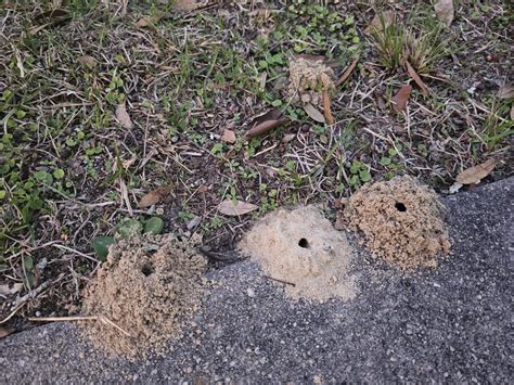 Pollinatorsunder Your Feet Gardening In The Panhandle