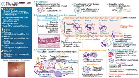 Pathology Acute Inflammatory Response Draw It To Know It