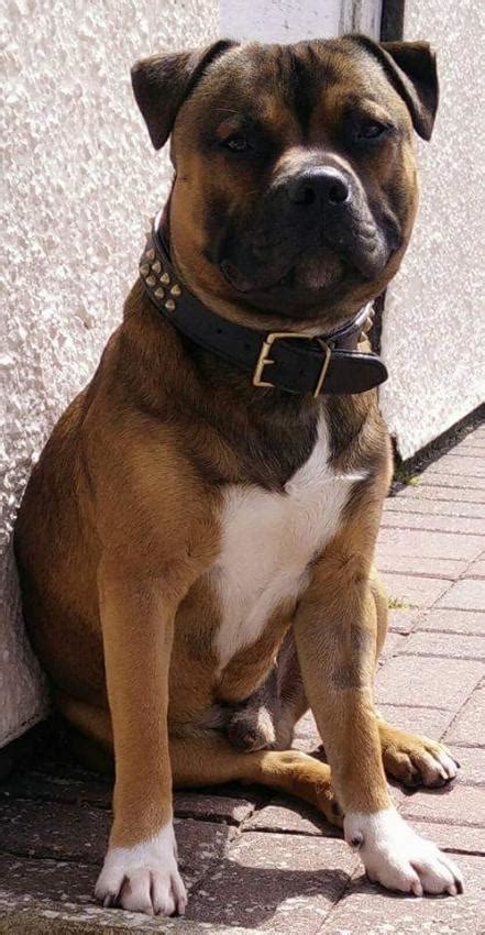 Staffordshire Bull Terrier Facts And Information Viovet