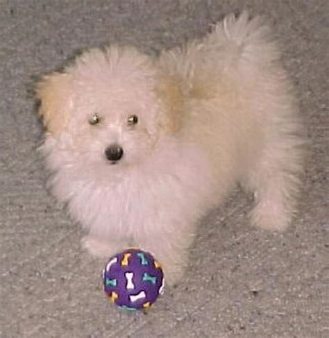 Pictures of Maltese-Poodle Puppies