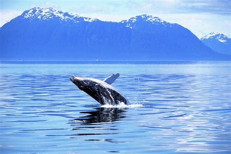 Humpback Whale Breaching Alaska By Art Wolfe