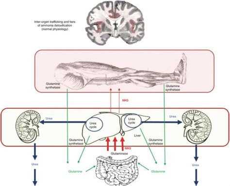 Brain And The Liver Cerebral Edema Hepatic Encephalopathy And Beyond