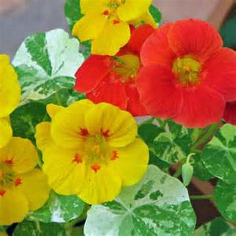 Nasturtium Double Gleam Mix Flower Seeds Heirloom Country Etsy