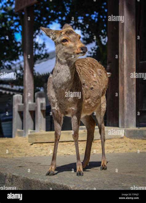 Wild Deer In Nara Park Japan Deer Are Symbol Of Nara Greatest Tourist